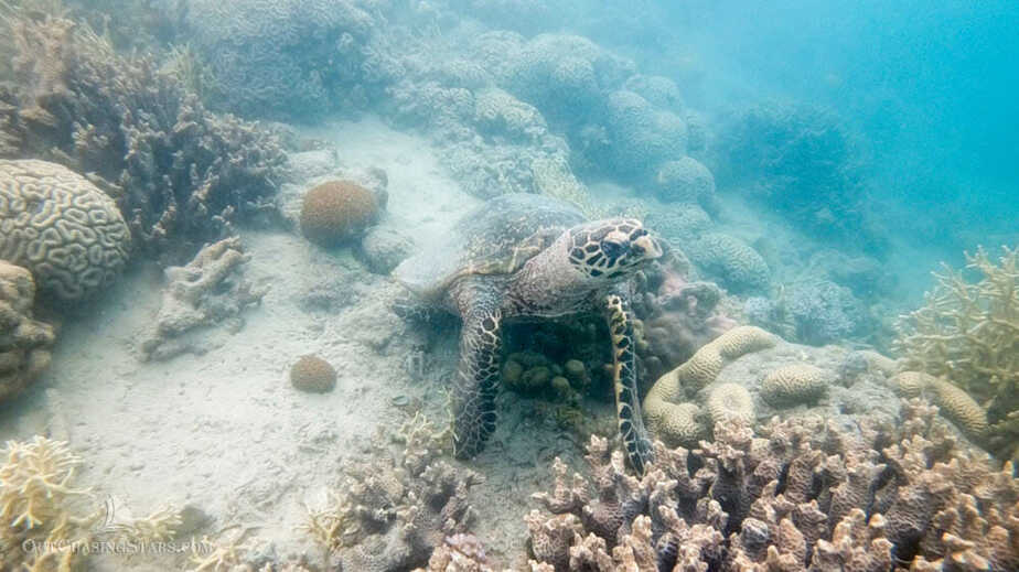 Friendly sea turtle in Butterfly Bay, Whitsundays.
